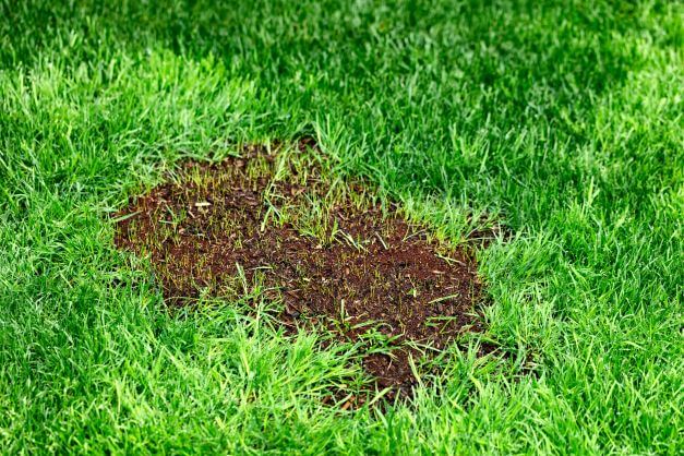 How To Reseed A Damaged Lawn grass seed growing in a patch on lawn