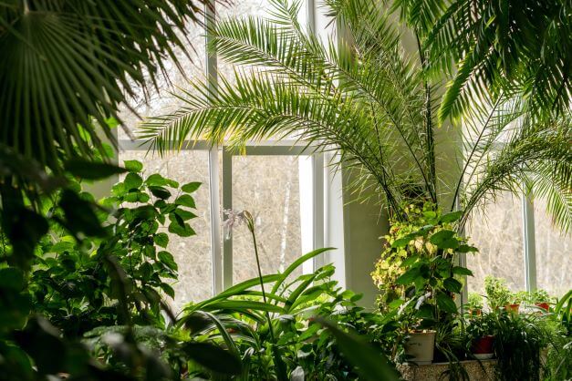 Do you need a Biophilic Garden Room in your home? a Biophilic Garden Room with an abundance of greenery