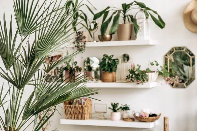 Do you need a Biophilic Garden Room in your home? shelving with plants