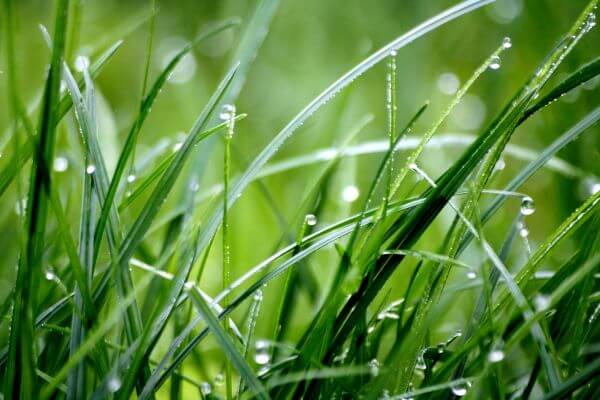 Wet grass in close up